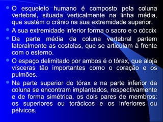  O esqueleto humano é composto pela coluna
vertebral, situada verticalmente na linha média,
que sustém o crânio na sua extremidade superior.
 A sua extremidade inferior forma o sacro e o cóccix
 Da parte média da coluna vertebral partem
lateralmente as costelas, que se articulam à frente
com o esterno.
 O espaço delimitado por ambos é o tórax, que aloja
vísceras tão importantes como o coração e os
pulmões.
 Na parte superior do tórax e na parte inferior da
coluna se encontram implantados, respectivamente
e de forma simétrica, os dois pares de membros:
os superiores ou torácicos e os inferiores ou
pélvicos.
 