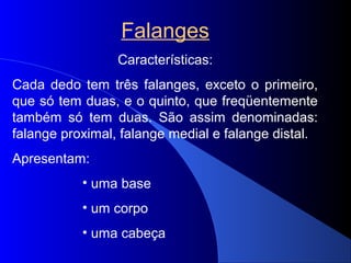 Falanges
Características:
Cada dedo tem três falanges, exceto o primeiro,
que só tem duas, e o quinto, que freqüentemente
também só tem duas. São assim denominadas:
falange proximal, falange medial e falange distal.
Apresentam:
• uma base
• um corpo
• uma cabeça
 