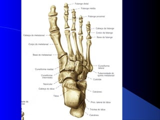 1.2.3   membro inferior