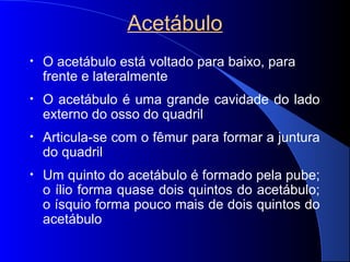 Acetábulo
• O acetábulo está voltado para baixo, para
frente e lateralmente
• O acetábulo é uma grande cavidade do lado
externo do osso do quadril
• Articula-se com o fêmur para formar a juntura
do quadril
• Um quinto do acetábulo é formado pela pube;
o ílio forma quase dois quintos do acetábulo;
o ísquio forma pouco mais de dois quintos do
acetábulo
 