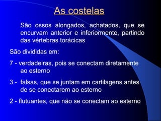As costelas
São ossos alongados, achatados, que se
encurvam anterior e inferiormente, partindo
das vértebras torácicas
São divididas em:
7 - verdadeiras, pois se conectam diretamente
ao esterno
3 - falsas, que se juntam em cartilagens antes
de se conectarem ao esterno
2 - flutuantes, que não se conectam ao esterno
 