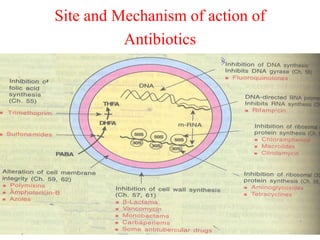 Site and Mechanism of action of
Antibiotics

 