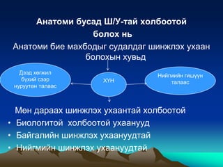 Анатоми бусад Ш/У-тай холбоотой
болох нь
Анатоми бие махбодыг судалдаг шинжлэх ухаан
болохын хувьд
Дээд хөгжил
бүхий сээр
нуруутан талаас

ХҮН

Нийгмийн гишүүн
талаас

Мөн дараах шинжлэх ухаантай холбоотой
• Биологитой холбоотой ухаанууд
• Байгалийн шинжлэх ухаануудтай
• Нийгмийн шинжлэх ухаануудтай

 