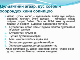Цулцангийн агаар, цус хоёрын
хоорондох хийн солилцоо
 Агаар цусны хориг – цулцангийн агаар цус хоѐрын

хооронд таславч буюу цулцан – хялгасан судас
хоѐрын хориг байна. Энэ нь 0,3-2 мкм зузаантай
байдаг. Энэ хориг нь дараах давхрагаас тогтоно.
1. Цулцангийн дотор ханыг бүрхэж байгаа сурфактант
агуулсан шингэн
2. Цулцангийн хучуур эс
3. Түүний суурийн мембран
4. Маш нимгэн холбогч эдийн зай
5. Хялгасан судасны суурийн мембран
6. Хялгасан судасны дотор хөхөлжилт эс
Хийн солилцоо нь дээрх хоригоор болон улаан эсийн
доторх гемоглобиноор дамжин явагдана.

 