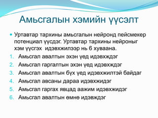 Амьсгалын хэмийн үүсэлт
 Уртавтар тархины амьсгалын нейронд пейсмекер

потенциал үүсдэг. Уртавтар тархины нейроныг
хэм үүсгэх идэвхжилээр нь 6 хуваана.
1. Амьсгал авалтын эхэн үед идэвхждэг
2. Амьсгал гаргалтын эхэн үед идэвхждэг
3. Амьсгал авалтын бүх үед идэвхжилтэй байдаг
4. Амьсгал авсаны дараа идэвхжидэг
5. Амьсгал гаргах явцад аажим идэвхжидэг
6. Амьсгал авалтын өмнө идэвждэг

 