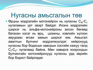 Нугасны амьсгалын төв
 Өрцны мэдрэлийн мотонейрон нь нугасны CIII-Cv

нугаламын урт эвэрт байдаг. Ихэнх мэдрэлийн
ширхэг нь альфа-мотонейроны аксон бөгөөд
багахан хэсэг нь өрц, цээжны, хэвлийн хүлээн
авуураас өгсөх замын ширхэг юм. Амьсгал
авалтын булчинг мэдрэлжүүлдэг нейронууд
нугасны бор бодисын завсрын хэсгийн хажуу талд
CI-CII- нугаламд байна. Мөн хавирга хоорондын
булчингийн мотонейронууд нугасны урд эврийн
бор бодист байрладаг.

 