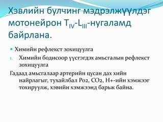 Хэвлийн булчинг мэдрэлжүүлдэг
мотонейрон TIV-LIII-нугаламд
байрлана.
 Химийн рефлекст зохицуулга

Химийн бодисоор үүсгэгдэх амьсгалын рефлекст
зохицуулга
Гадаад амьсгалаар артерийн цусан дах хийн
найрлагыг, тухайлбал Ро2, СО2, Н+-ийн хэмжээг
тохируулж, хэвийн хэмжээнд барьж байна.
1.

 