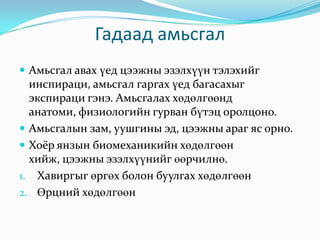 Гадаад амьсгал
 Амьсгал авах үед цээжны эзэлхүүн тэлэхийг

инспираци, амьсгал гаргах үед багасахыг
экспираци гэнэ. Амьсгалах хөдөлгөөнд
анатоми, физиологийн гурван бүтэц оролцоно.
 Амьсгалын зам, уушгины эд, цээжны араг яс орно.
 Хоёр янзын биомеханикийн хөдөлгөөн
хийж, цээжны эзэлхүүнийг өөрчилнө.
1. Хавиргыг өргөх болон буулгах хөдөлгөөн
2. Өрцний хөдөлгөөн

 
