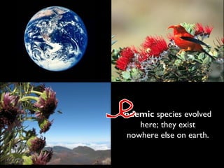 ndemic species evolved
here; they exist
nowhere else on earth.

 