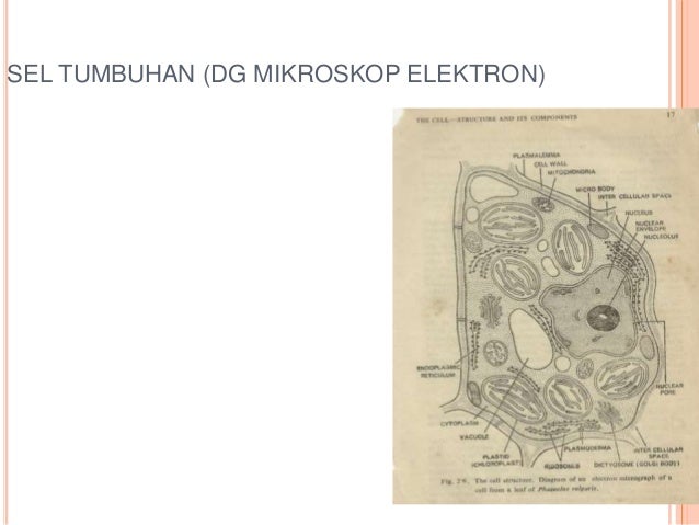 1anatomi Tumbuhan Sel