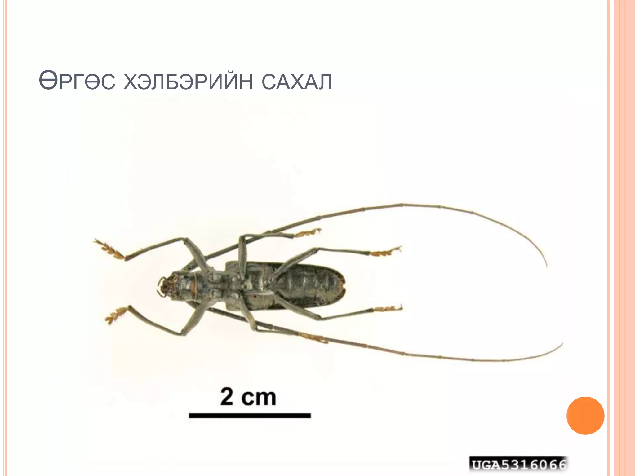 ӨРГӨС ХЭЛБЭРИЙН САХАЛ

 