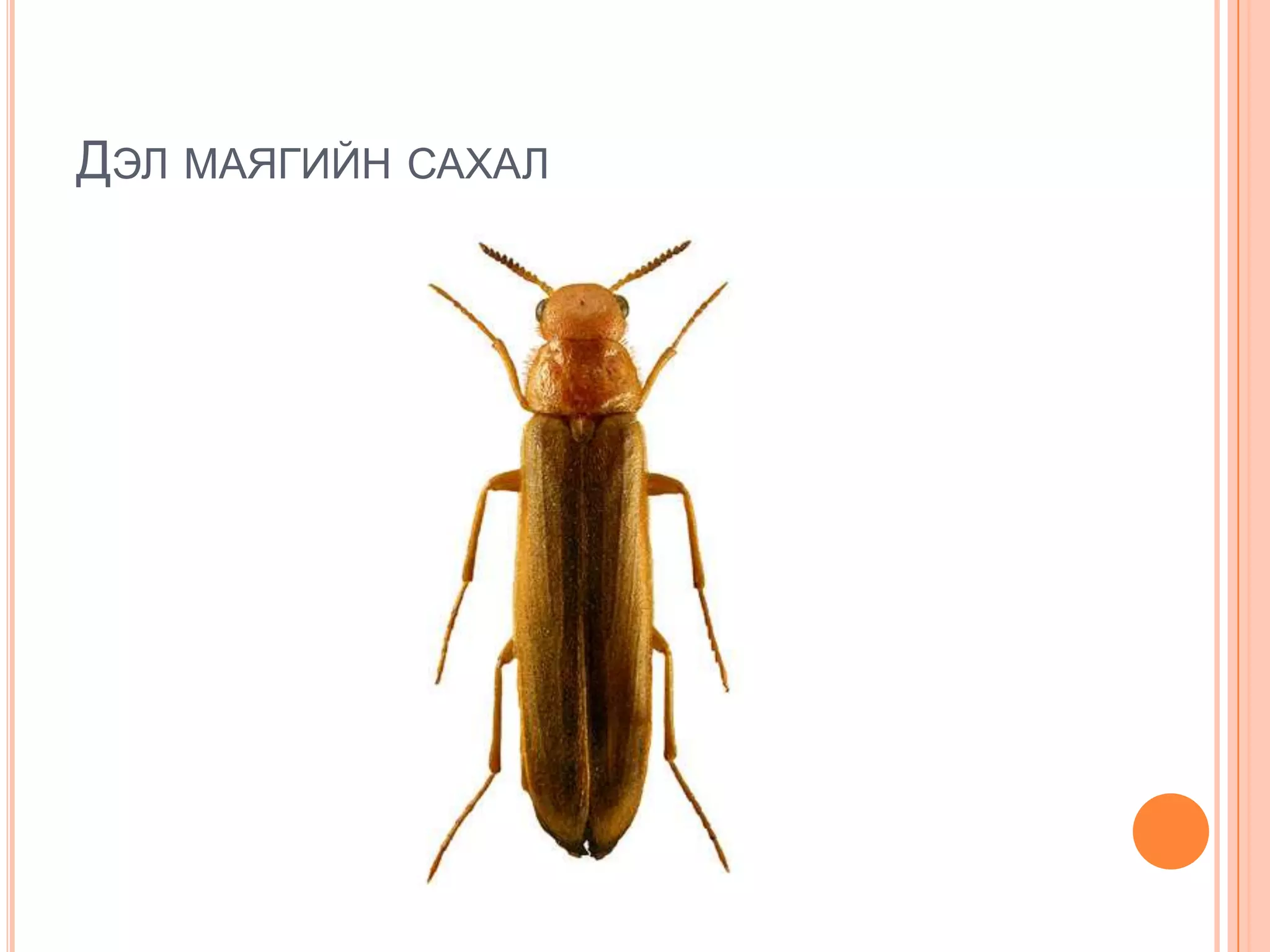 ДЭЛ МАЯГИЙН САХАЛ

 