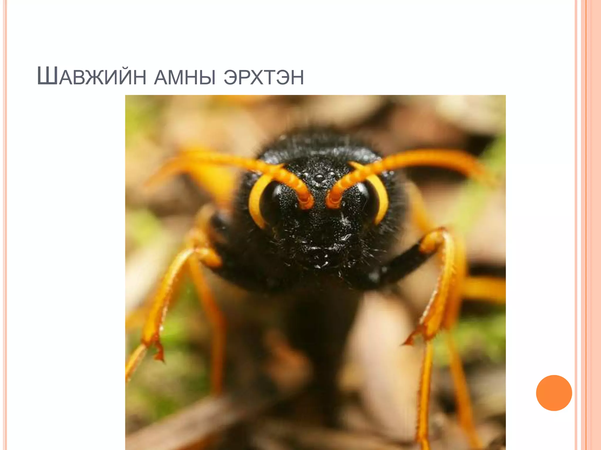 ШАВЖИЙН АМНЫ ЭРХТЭН

 