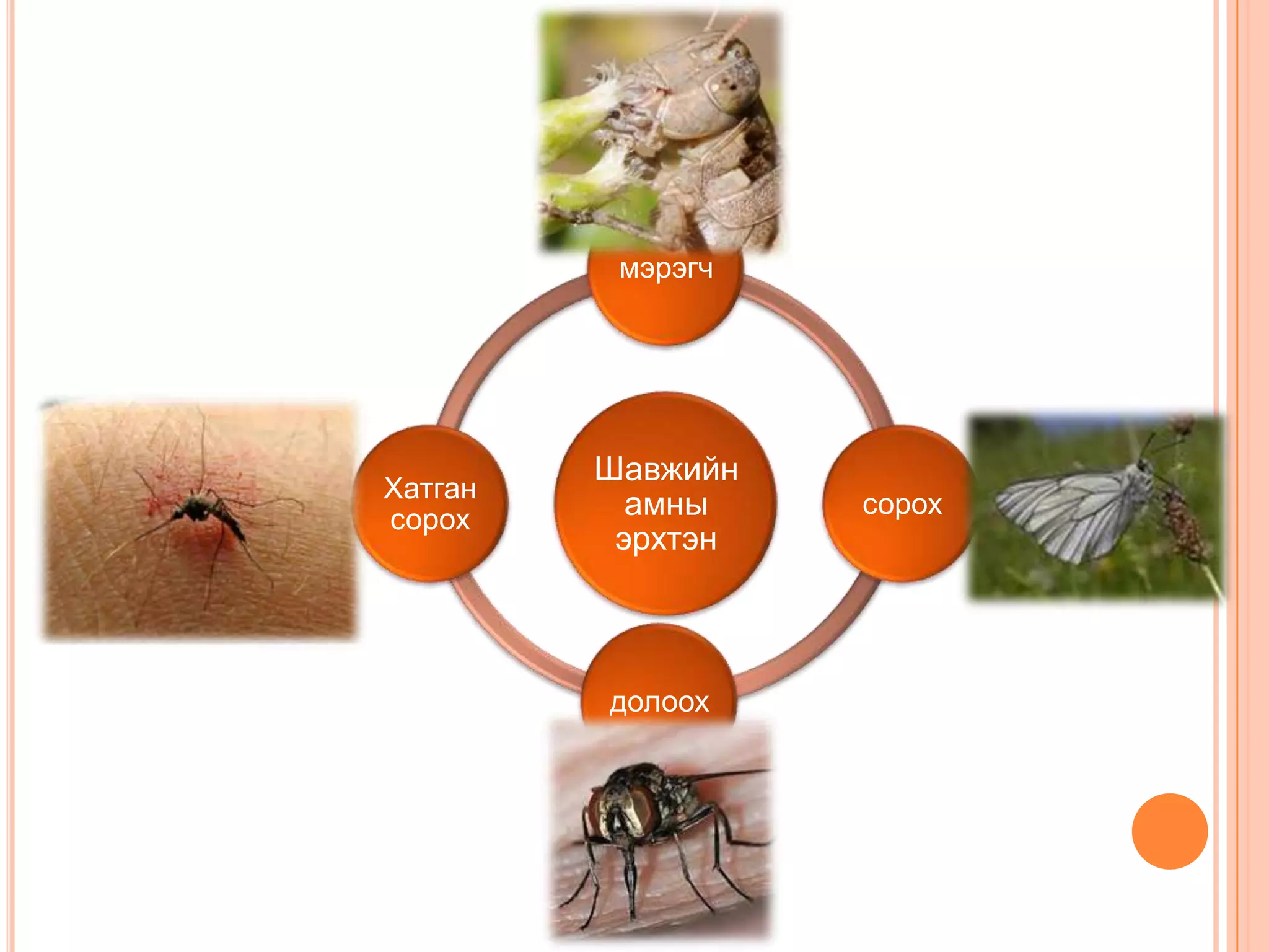 мэрэгч

Хатган
сорох

Шавжийн
амны
эрхтэн

долоох

сорох

 