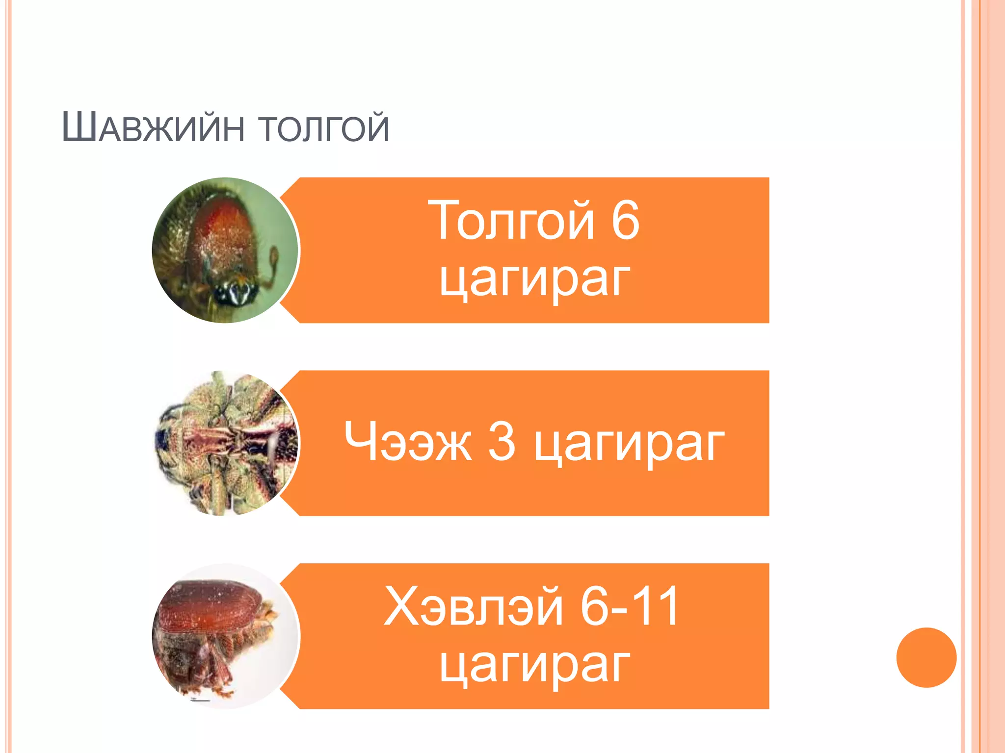 ШАВЖИЙН ТОЛГОЙ

Толгой 6
цагираг
Чээж 3 цагираг
Хэвлэй 6-11
цагираг

 