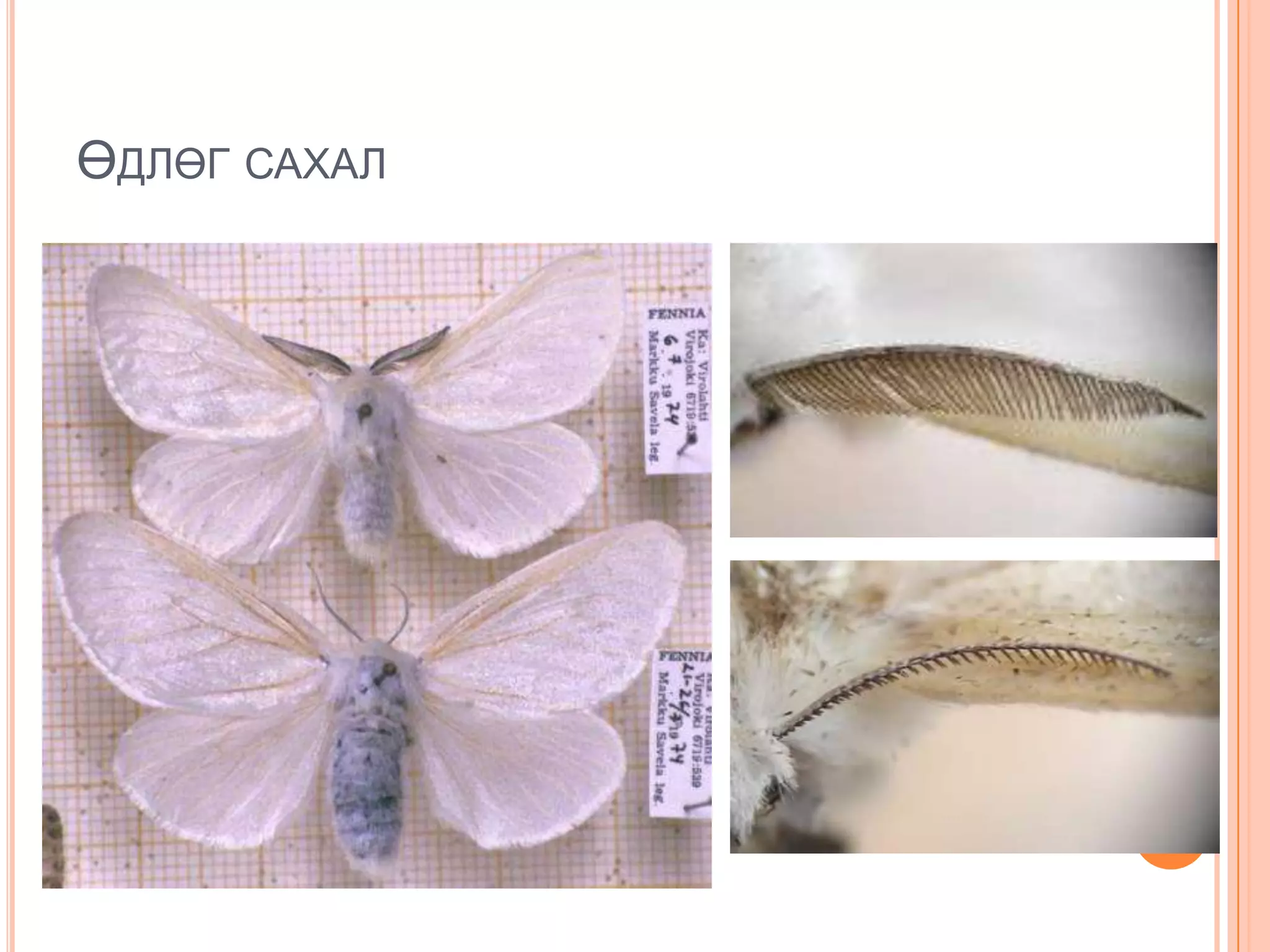 ӨДЛӨГ САХАЛ

 