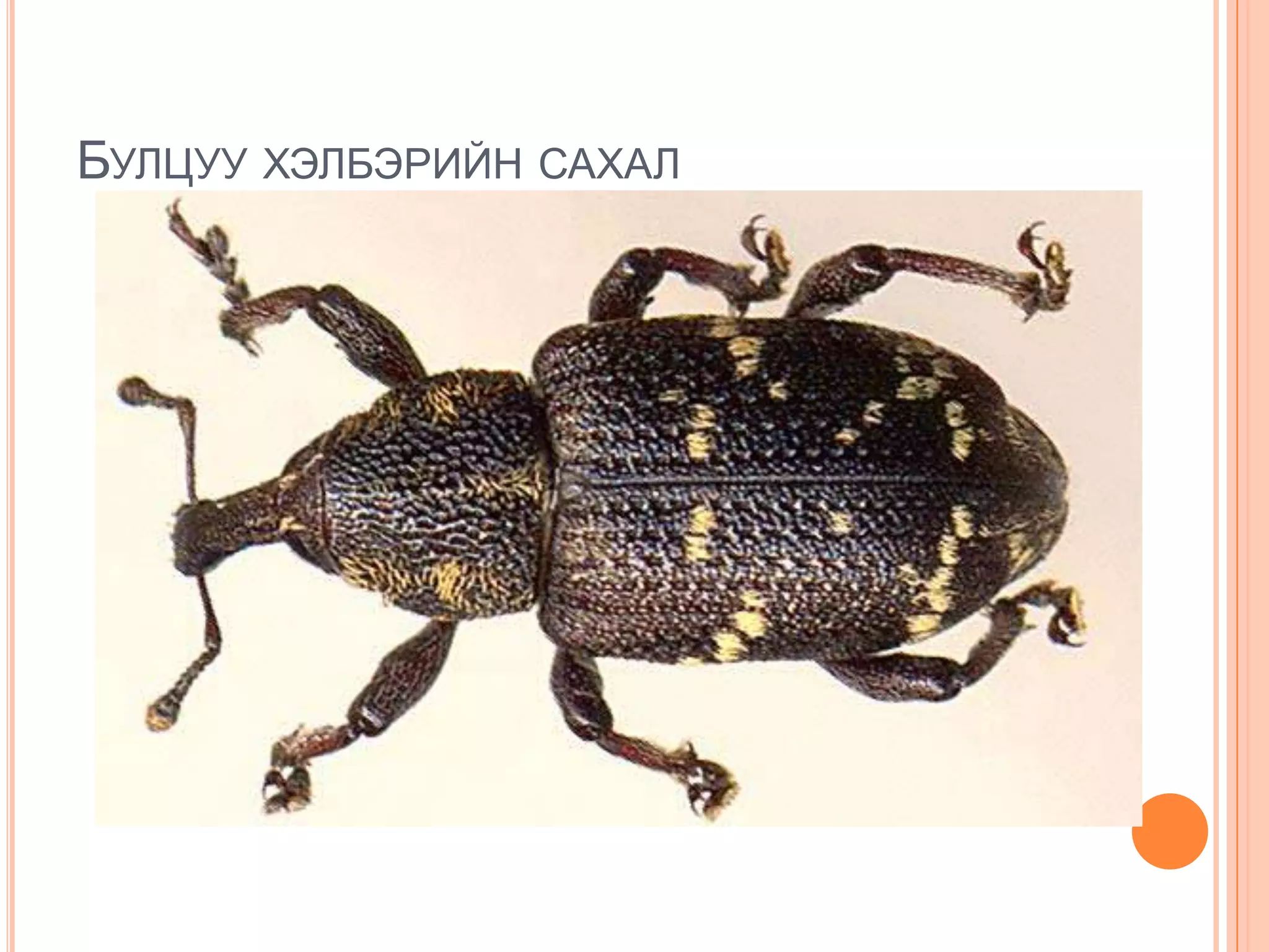 БУЛЦУУ ХЭЛБЭРИЙН САХАЛ

 