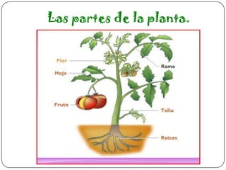 Las partes de la planta.

 