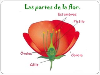 Las partes de la flor.

 
