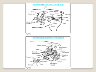 үржилийн биологи лекц1