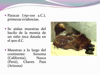  Paracas (750-100 a.C.),

primeras evidencias.
 Se aislan muestras del

bacilo de la momia de
un niño inca datada en
el 900 d.C.
 Muestras a lo largo del

continente:
Sonoma
(California),
Nazca
(Perú), Chaves Pass
(Arizona)

 