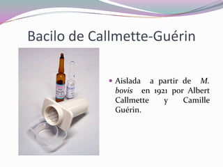 Bacilo de Callmette-Guérin
 Aislada

a partir de M.
bovis en 1921 por Albert
Callmette
y
Camille
Guérin.

 