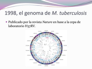 1998, el genoma de M. tuberculosis
 Publicado por la revista Nature en base a la cepa de

laboratorio H37RV.

 