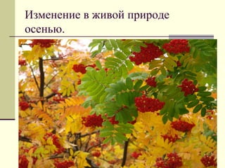 Изменение в живой природе
осенью.

 
