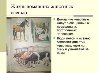 Жизнь домашних животных
осенью.
 Домашние животные

живут в специальных
помещениях,
построенных
человеком.
 Люди летом и осенью
запасают для этих
животных корм на
зиму и ухаживают за
ними.

 