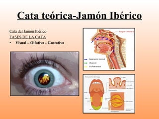 Cata teórica-Jamón Ibérico
Cata del Jamón Ibérico
FASES DE LA CATA
• Visual – Olfativa - Gustativa

 