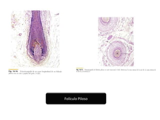 Folículo Piloso

 