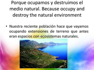 Porque ocupamos y destruimos el
medio natural. Because occupy and
destroy the natural environment
• Nuestra reciente población hace que vayamos
ocupando extensiones de terreno que antes
eran espacios con ecosistemas naturales.

 