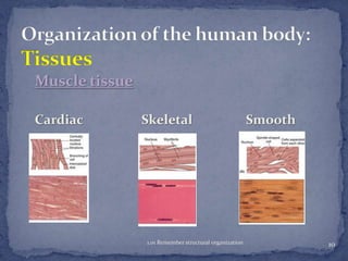 Muscle tissue
Cardiac

Skeletal

1.01 Remember structural organization

Smooth

10

 
