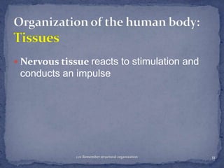  Nervous tissue reacts to stimulation and

conducts an impulse

1.01 Remember structural organization

11

 