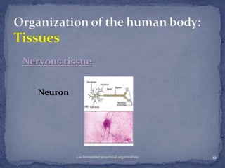 Nervous tissue
Neuron

1.01 Remember structural organization

12

 