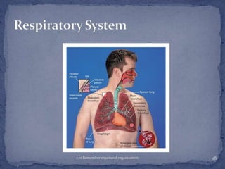1.01 Remember structural organization

18

 