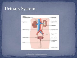 1.01 Remember structural organization

23

 