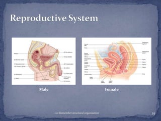 Male

Female

1.01 Remember structural organization

25

 