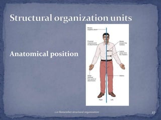 Anatomical position

1.01 Remember structural organization

27

 