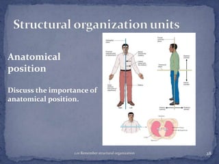 Anatomical
position
Discuss the importance of
anatomical position.

1.01 Remember structural organization

28

 