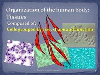 Composed of:

1.01 Remember structural organization

3

 