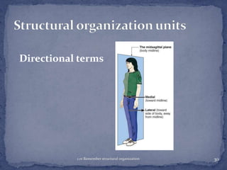 Directional terms

1.01 Remember structural organization

30

 