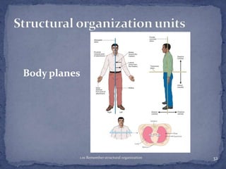 Body planes

1.01 Remember structural organization

32

 