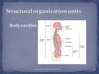 Body cavities

1.01 Remember structural organization

33

 