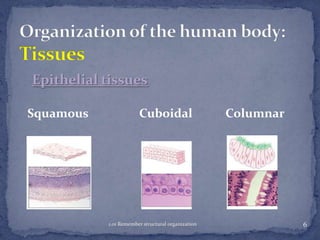 Epithelial tissues
Squamous

Cuboidal

1.01 Remember structural organization

Columnar

6

 