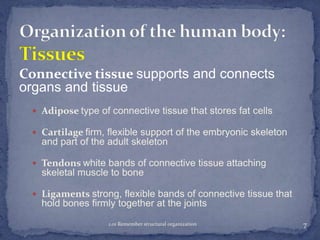 Connective tissue supports and connects
organs and tissue
 Adipose type of connective tissue that stores fat cells
 Cartilage firm, flexible support of the embryonic skeleton

and part of the adult skeleton
 Tendons white bands of connective tissue attaching

skeletal muscle to bone
 Ligaments strong, flexible bands of connective tissue that

hold bones firmly together at the joints
1.01 Remember structural organization

7

 