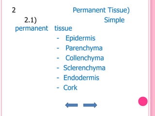 2              Permanent Tissue)
   2.1)                Simple
permanent tissue
           - Epidermis
           - Parenchyma
           - Collenchyma
           - Sclerenchyma
           - Endodermis
           - Cork
 
