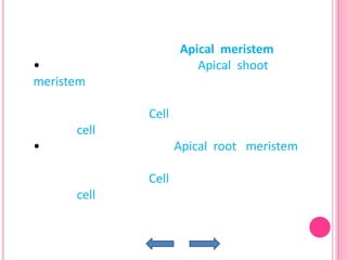 Apical meristem
•                      Apical shoot
meristem

             Cell
      cell
•                   Apical root meristem

             Cell
      cell
 