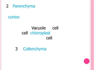 2   Parenchyma

cortex

               Vacuole      cell
         cell chloroplast
                       cell

     3   Collenchyma
 