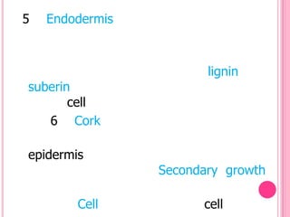 5   Endodermis



                        lignin
suberin
       cell
   6 Cork

epidermis
                 Secondary growth

        Cell           cell
 